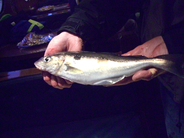 Schellfisch
