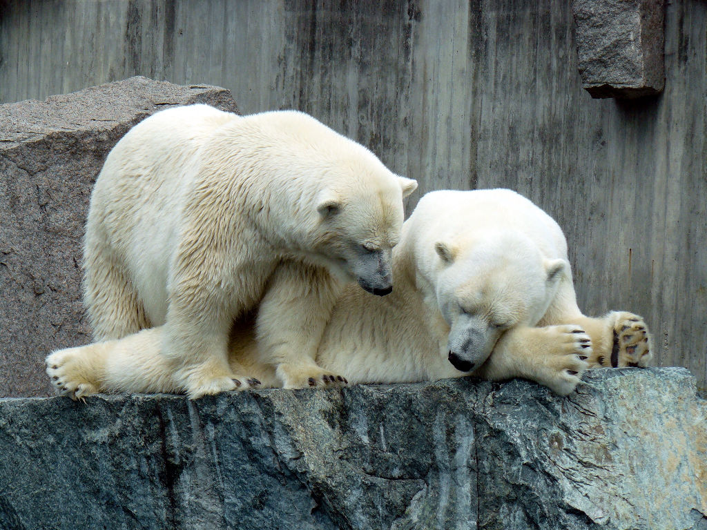 Eisbär Corinna und Anton